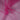 Tüll – Fuchsia